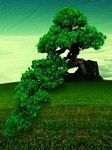 pic for Lonely Tree